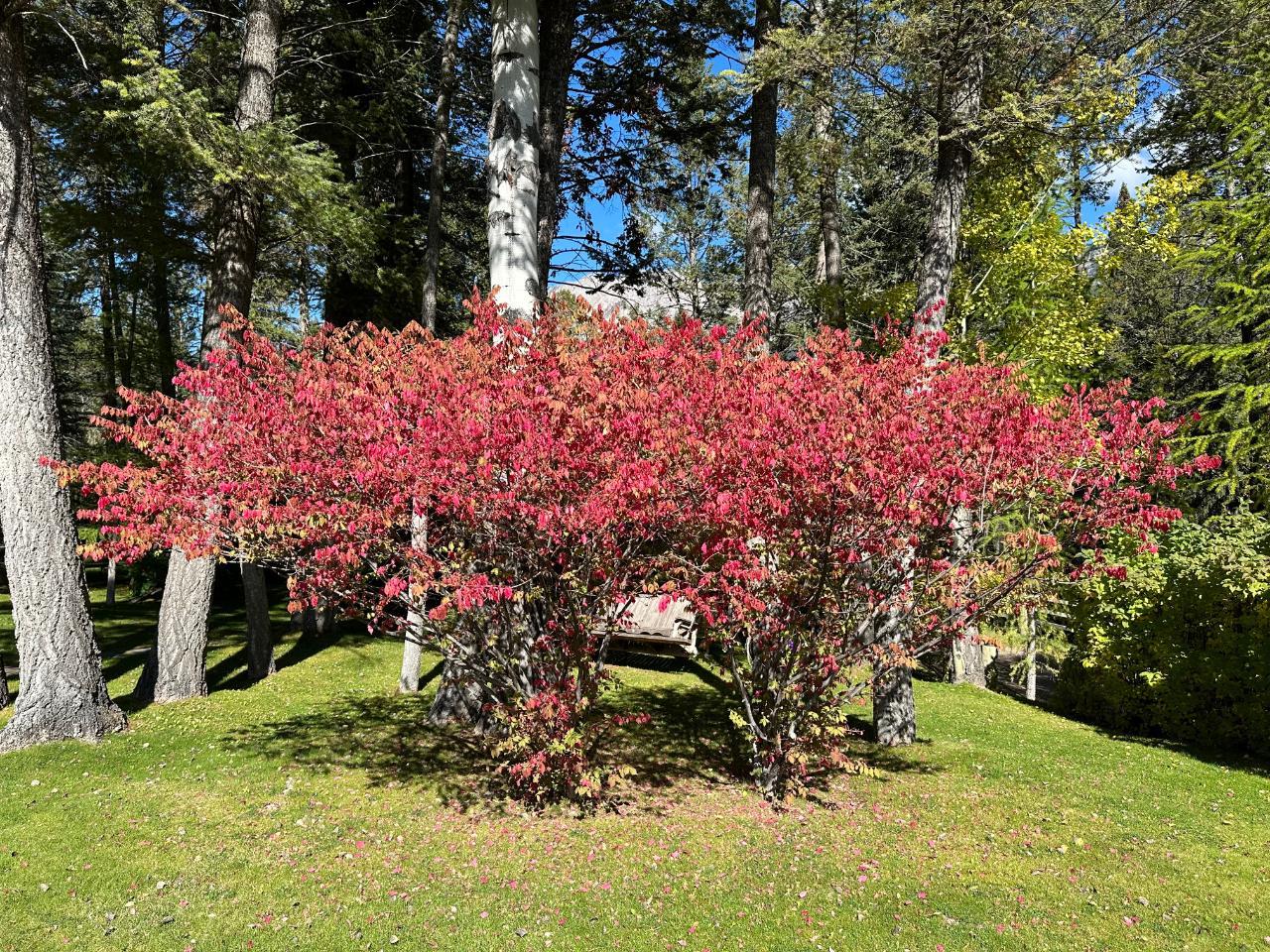 5041 Hewitt Road, Edgewater, British Columbia  V0A 1E0 - Photo 7 - 2475278