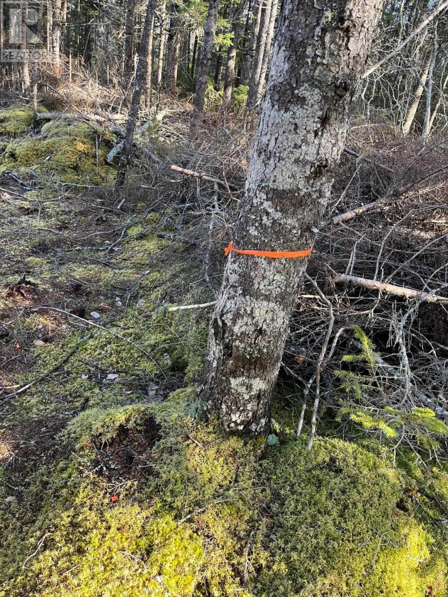 Lorem Ipsum Do, Pleasant Lake, Nova Scotia  B5A  - Photo 9 - DEMO26582310