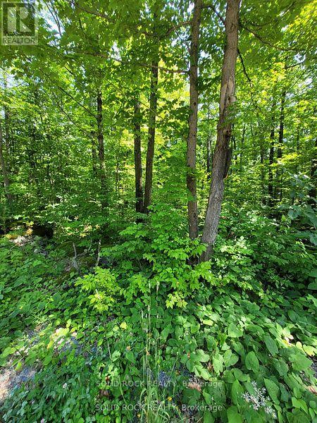 Lot 35 River Heights Road, Marmora And Lake, Ontario  K0K 2M0 - Photo 3 - X8130818