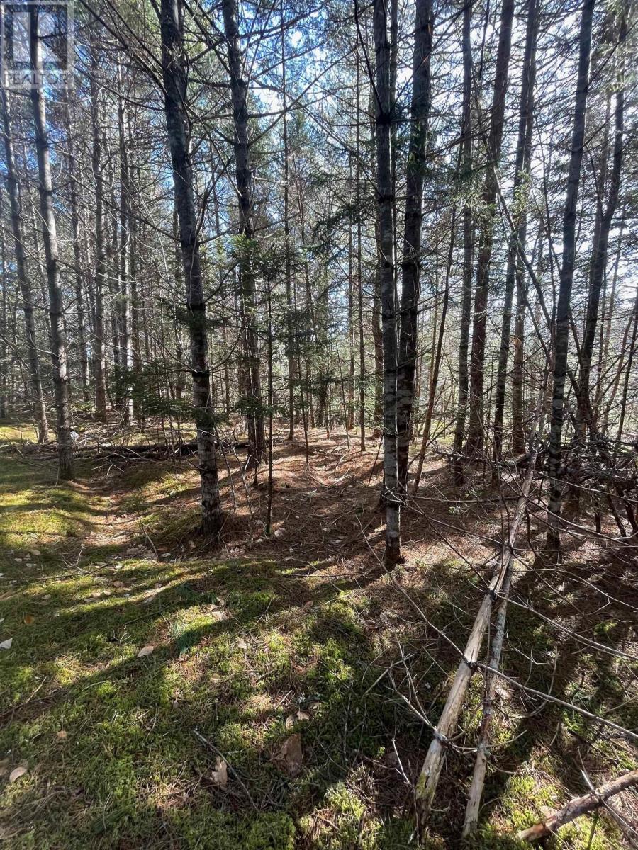 Lot 23-1 Grimm Road, First South, Nova Scotia  B0J 2C0 - Photo 8 - 202404384