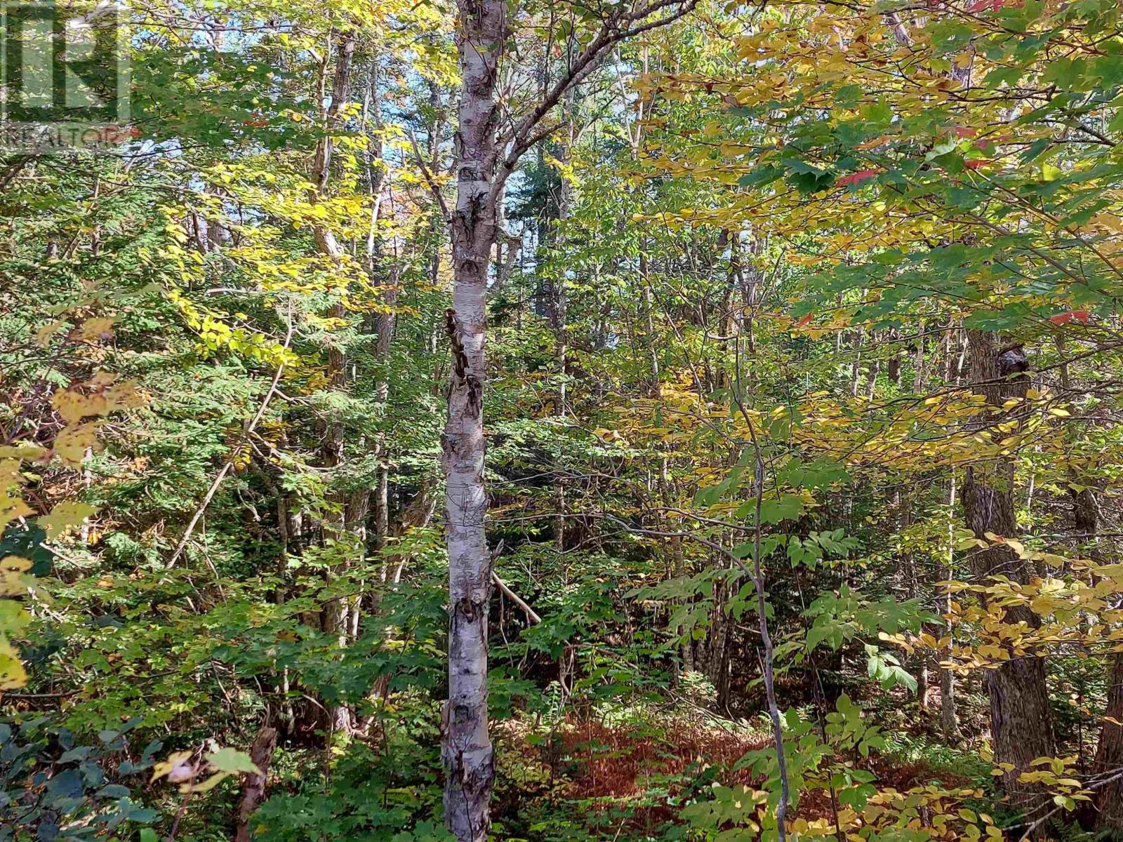 Lot 12 Grandique Ferry Rd., Louisdale, Nova Scotia  B0E 1V0 - Photo 10 - 202404532