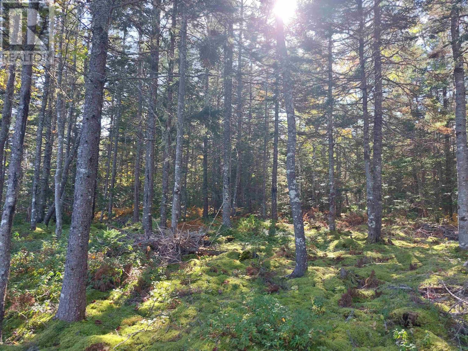 Lot 12 Grandique Ferry Rd., Louisdale, Nova Scotia  B0E 1V0 - Photo 9 - 202404532