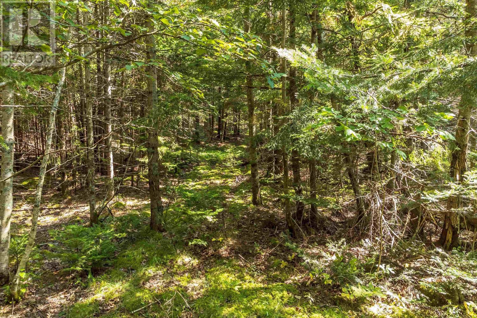 Lots Mcnally Road, Victoria Harbour, Nova Scotia  B0P 1C0 - Photo 17 - 202404559