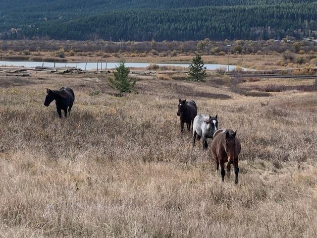 2755 Highway 95, Brisco, British Columbia  V0A 1B0 - Photo 38 - 2475672