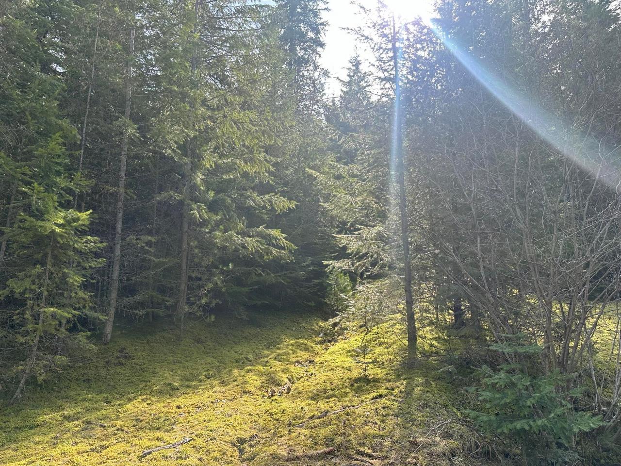 Lot 3 Lasca Creek Road, Harrop, British Columbia  V1L 7B2 - Photo 6 - 2475339