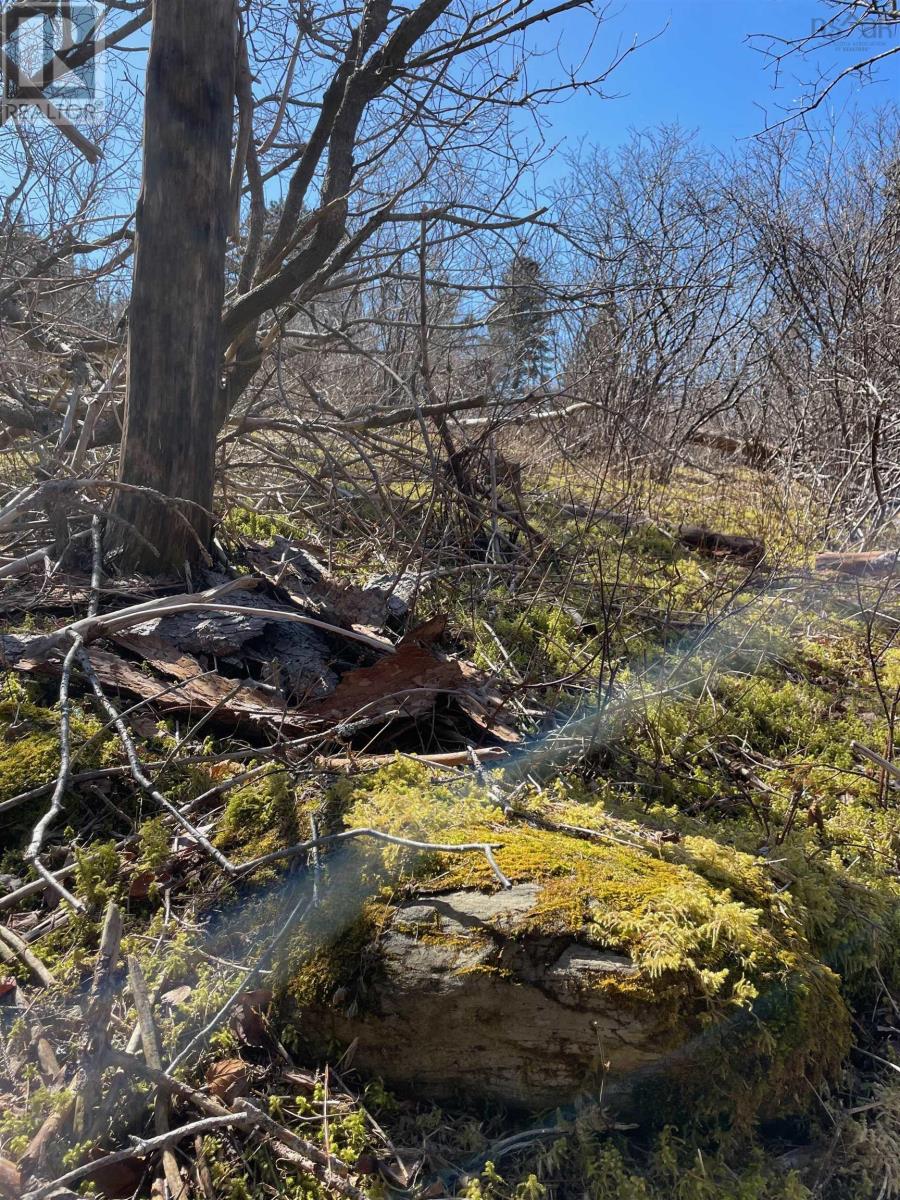 4360 Highway 7, Marie Joseph, Nova Scotia  B0J 2G0 - Photo 28 - 202405672