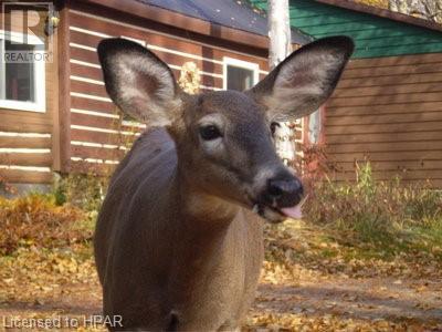 903 Mcrae Hay Lake Road, Whitney, Ontario  K0J 2M0 - Photo 12 - 40525306