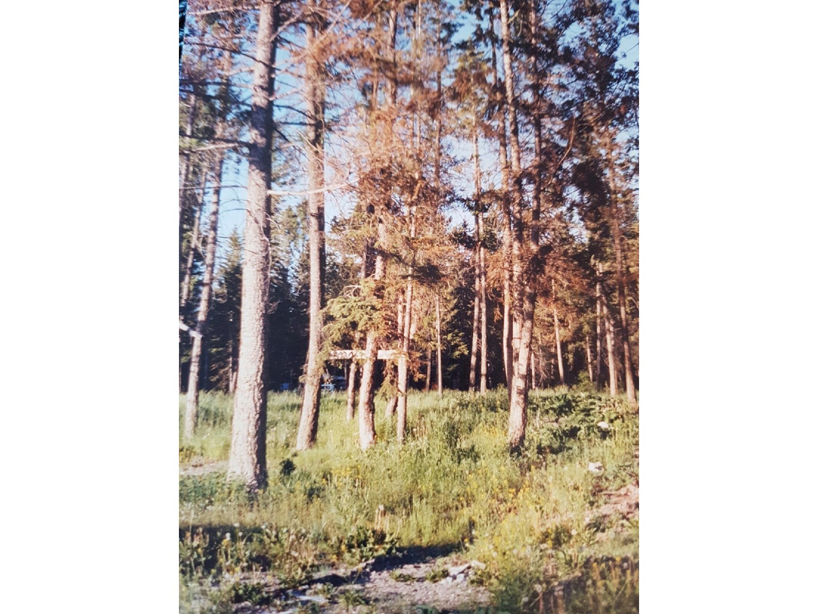 Lot 19 Victoria Avenue, Windermere, British Columbia  V0B 2L0 - Photo 13 - 2475794