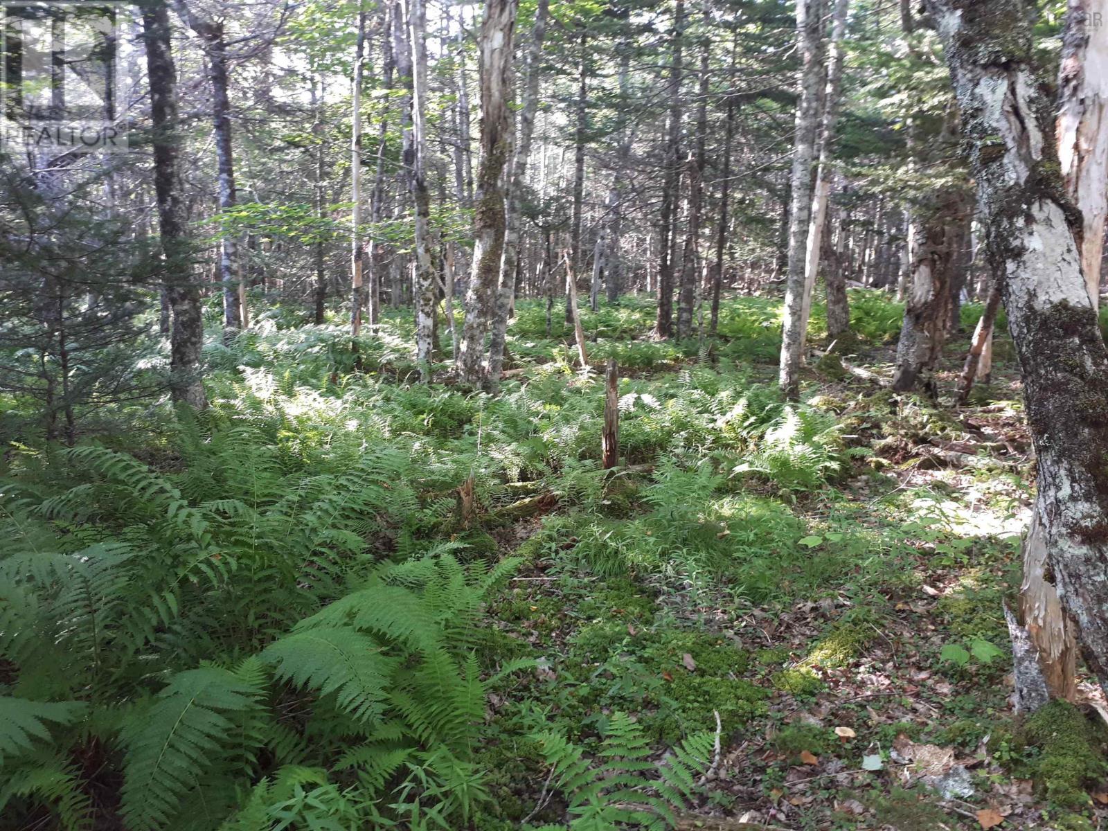 Lot 8 Dorothy Robinson Dr., Cleveland, Nova Scotia  B0E 1J0 - Photo 12 - 202405886