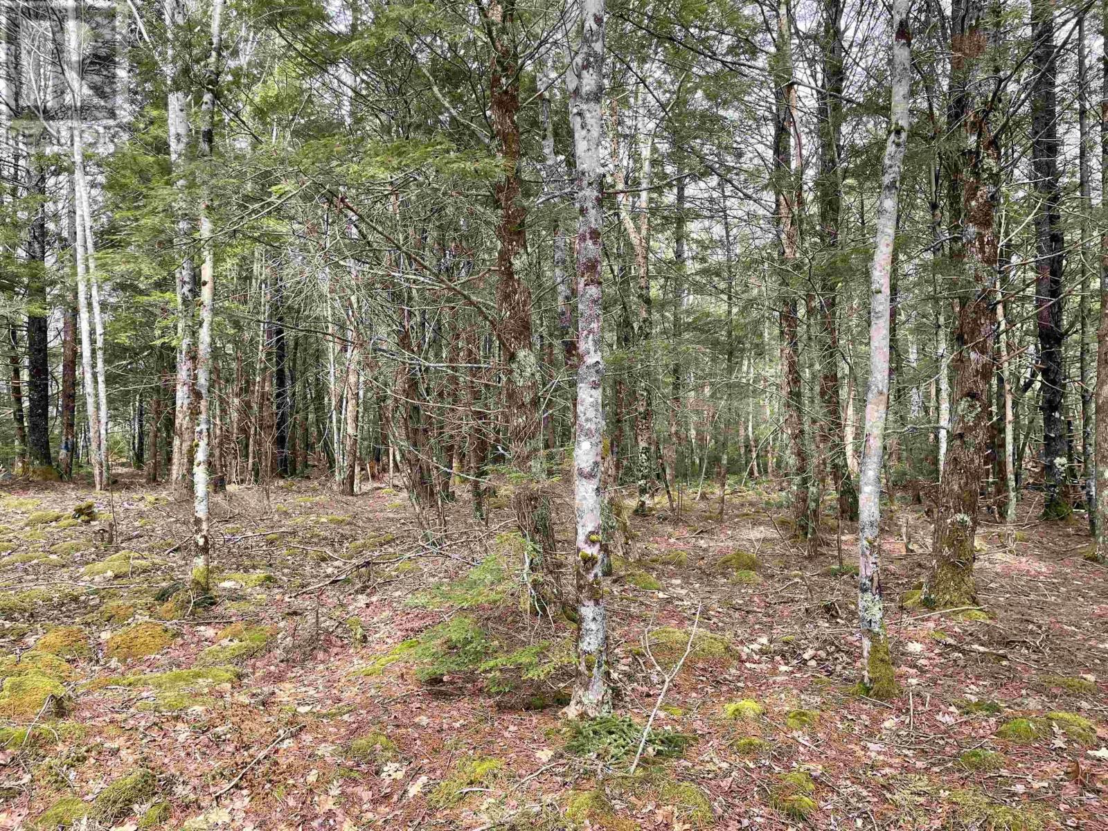 Lot 5-23 Huber Road, Camperdown, Nova Scotia  B4V 6T6 - Photo 19 - 202405959