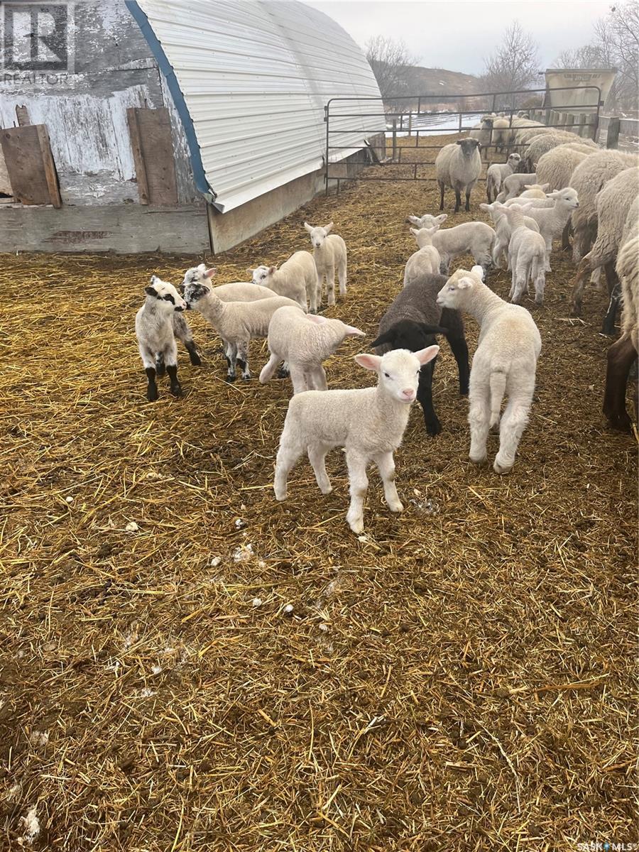 Kaposvar Creek Sheep Farm, Spy Hill Rm No. 152, Saskatchewan  S0A 4B0 - Photo 5 - SK951861