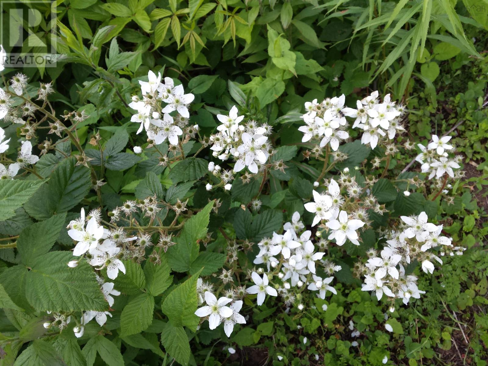 540 Ben Phinney Road, Forest Glade, Nova Scotia  B0P 1R0 - Photo 39 - 202405964