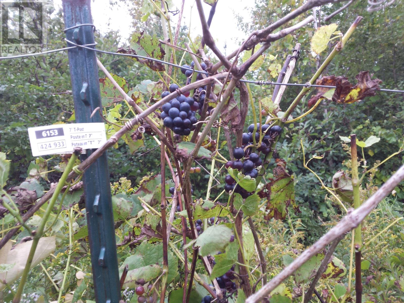 540 Ben Phinney Road, Forest Glade, Nova Scotia  B0P 1R0 - Photo 40 - 202405964