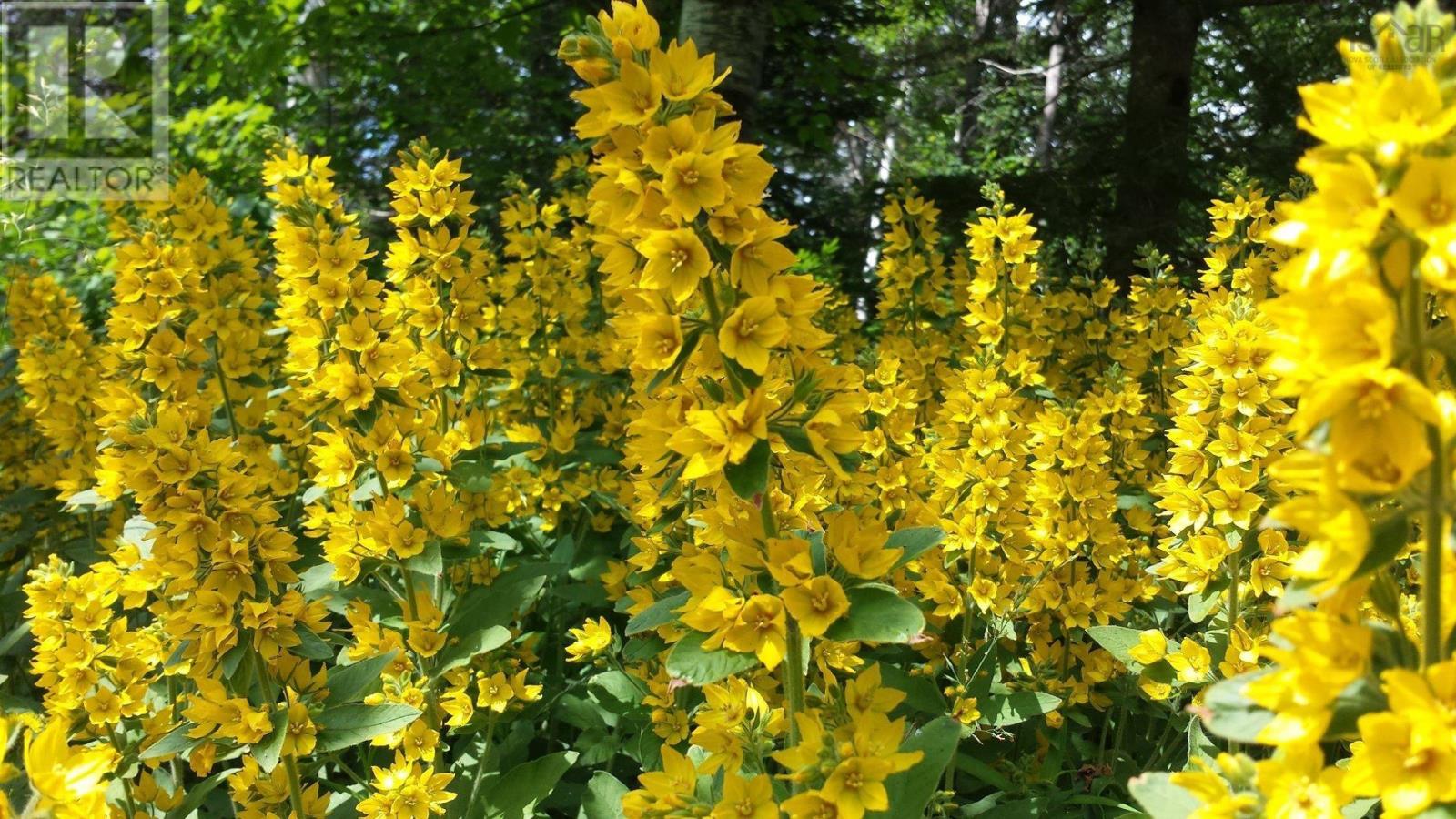 540 Ben Phinney Road, Forest Glade, Nova Scotia  B0P 1R0 - Photo 41 - 202405964