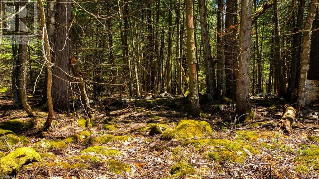 Lot 5 Trillium Crossing, Northern Bruce Peninsula, Ontario  N0H 1W0 - Photo 12 - 40565318