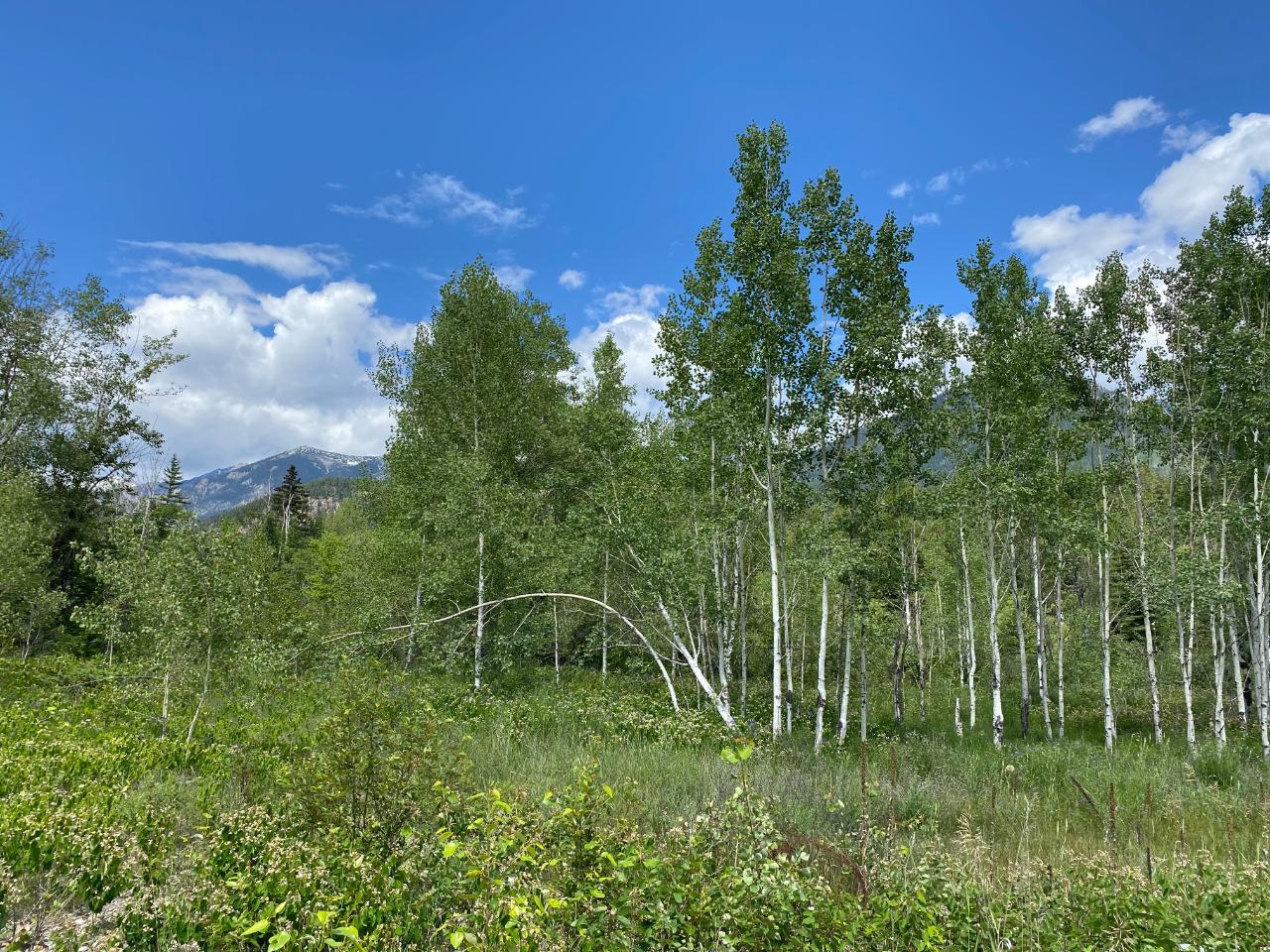 5313 Highway 95, Harrogate, British Columbia  V0A 1J0 - Photo 29 - 2475935