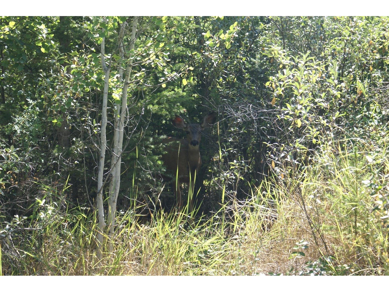 Lot 40 Mountain View Drive, Fairmont Hot Springs, British Columbia  V0B 1L1 - Photo 48 - 2475957