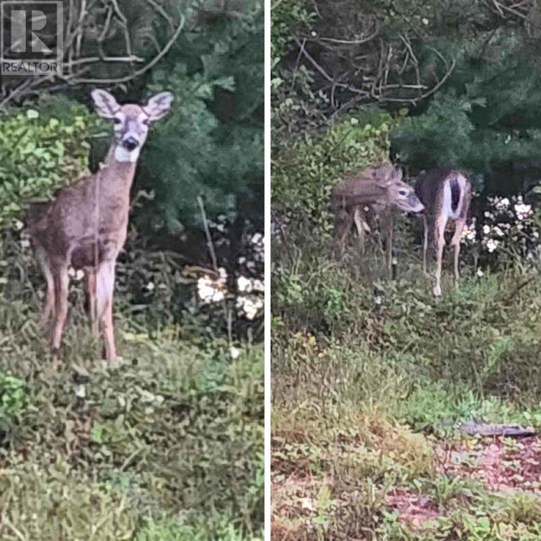 1170 Torbrook Road, Torbrook, Nova Scotia  B0P 1W0 - Photo 38 - 202406426