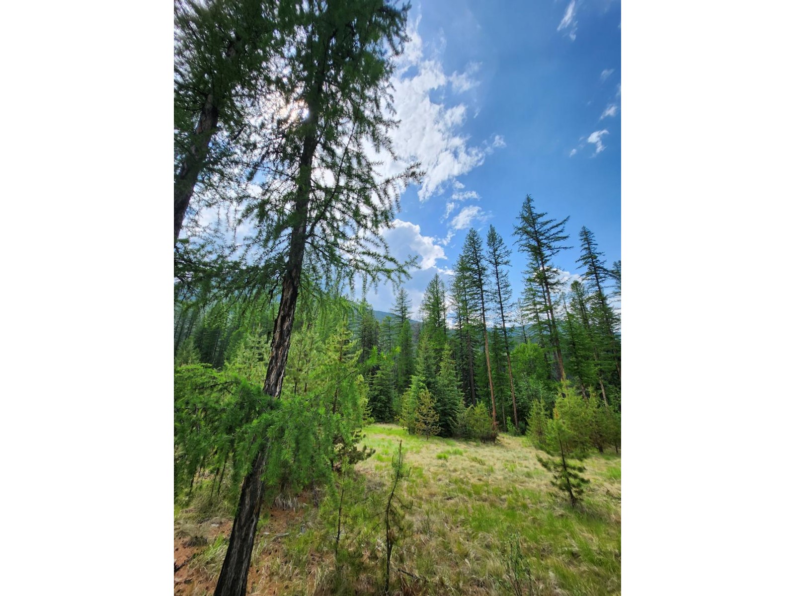 Lot 3 Whitetail Lake Road, Canal Flats, British Columbia  V0B 1B0 - Photo 17 - 2476007