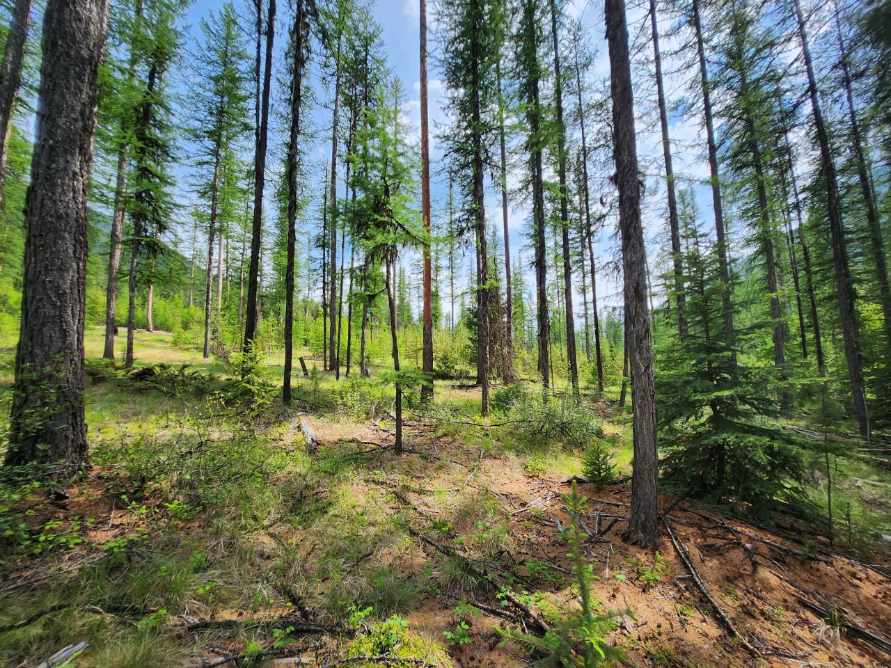 Lot 3 Whitetail Lake Road, Canal Flats, British Columbia  V0B 1B0 - Photo 30 - 2476007