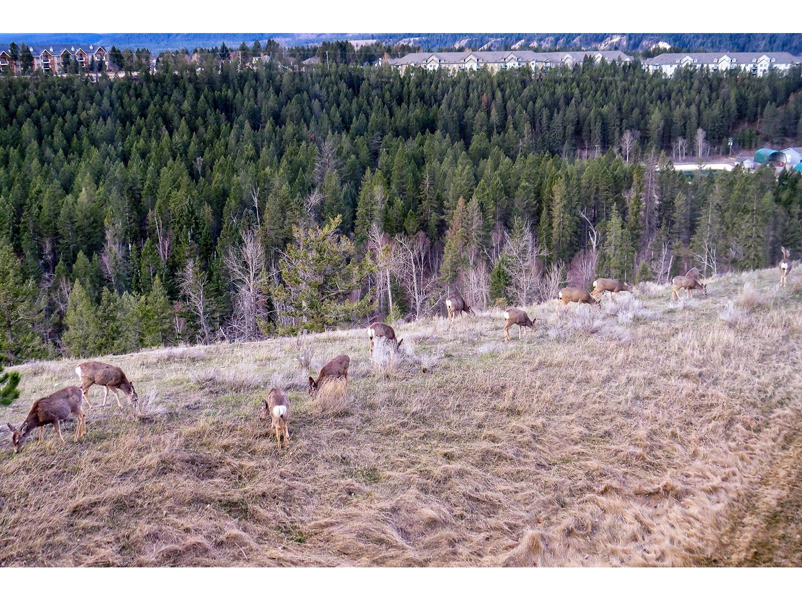 15 - 4878 Ridge Road, Radium Hot Springs, British Columbia  V0A 1M0 - Photo 20 - 2476021