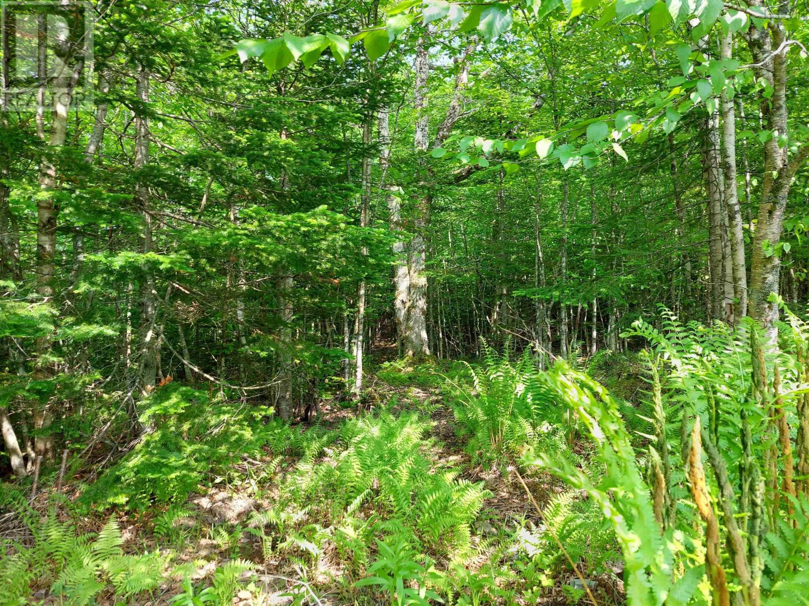 Lot 9 Leo's Lane, Roberta, Nova Scotia  B0E 3K0 - Photo 11 - 202406640