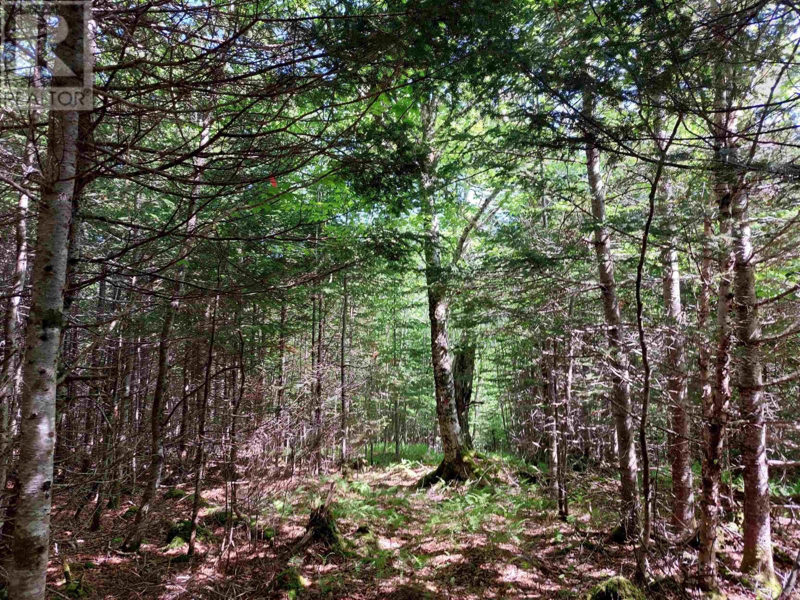 Lot 9 Leo's Lane, Roberta, Nova Scotia  B0E 3K0 - Photo 7 - 202406640