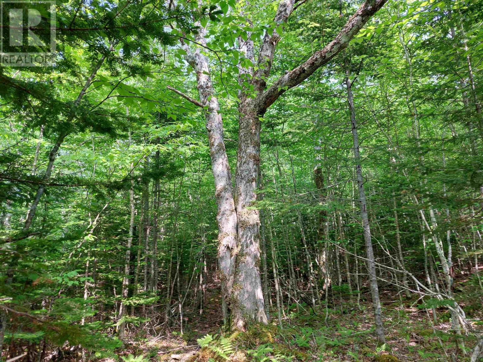 Lot 9 Leo's Lane, Roberta, Nova Scotia  B0E 3K0 - Photo 8 - 202406640