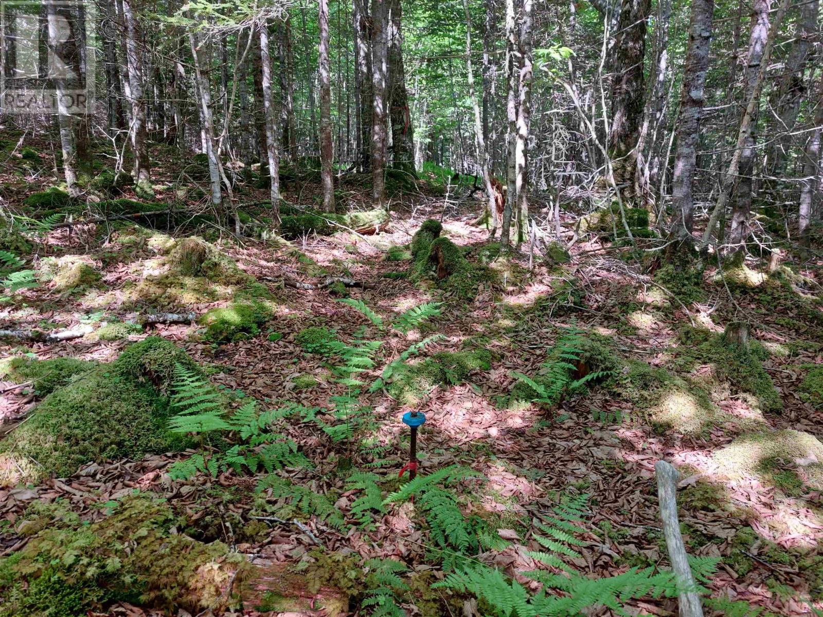 Lot 9 Leo's Lane, Roberta, Nova Scotia  B0E 3K0 - Photo 9 - 202406640