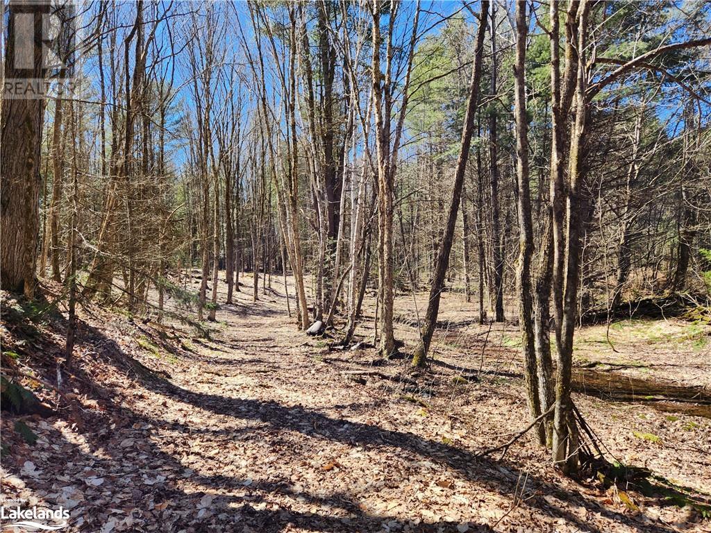 2109 Buckslide Road, Algonquin Highlands, Ontario  K0M 1S0 - Photo 9 - 40569610