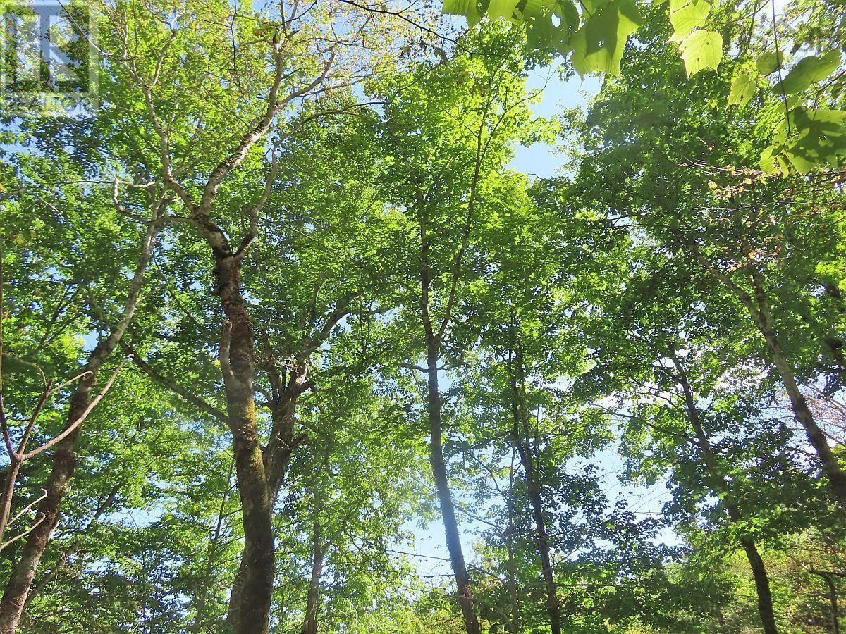 310 Acres River Denys Mountain Road, Milford, Nova Scotia  B0E 2Y0 - Photo 10 - 202407285