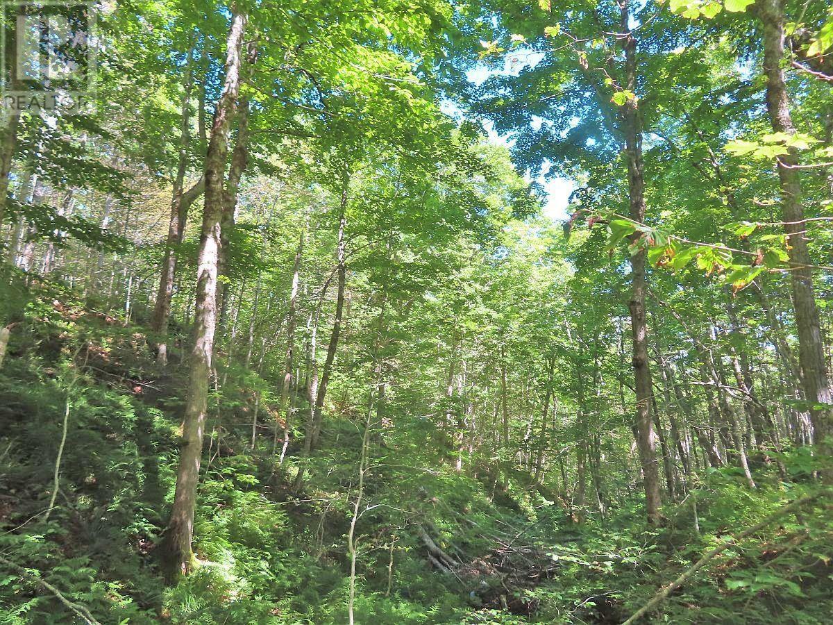 310 Acres River Denys Mountain Road, Milford, Nova Scotia  B0E 2Y0 - Photo 11 - 202407285