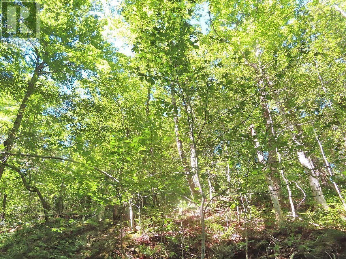 310 Acres River Denys Mountain Road, Milford, Nova Scotia  B0E 2Y0 - Photo 12 - 202407285