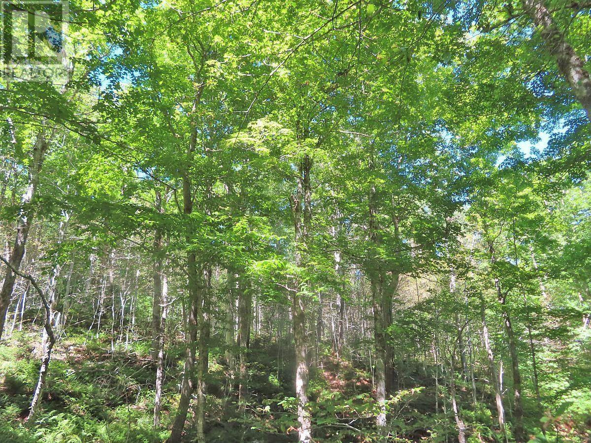 310 Acres River Denys Mountain Road, Milford, Nova Scotia  B0E 2Y0 - Photo 13 - 202407285
