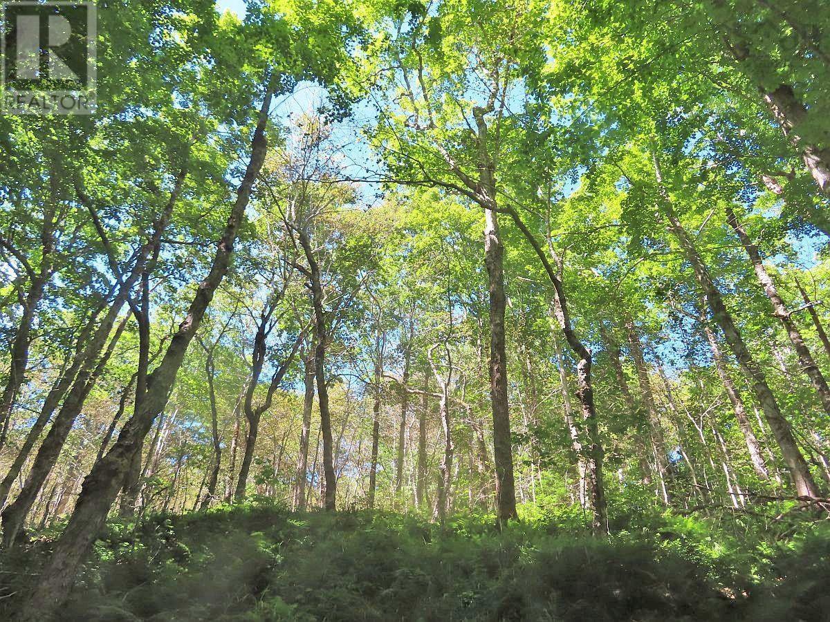 310 Acres River Denys Mountain Road, Milford, Nova Scotia  B0E 2Y0 - Photo 14 - 202407285