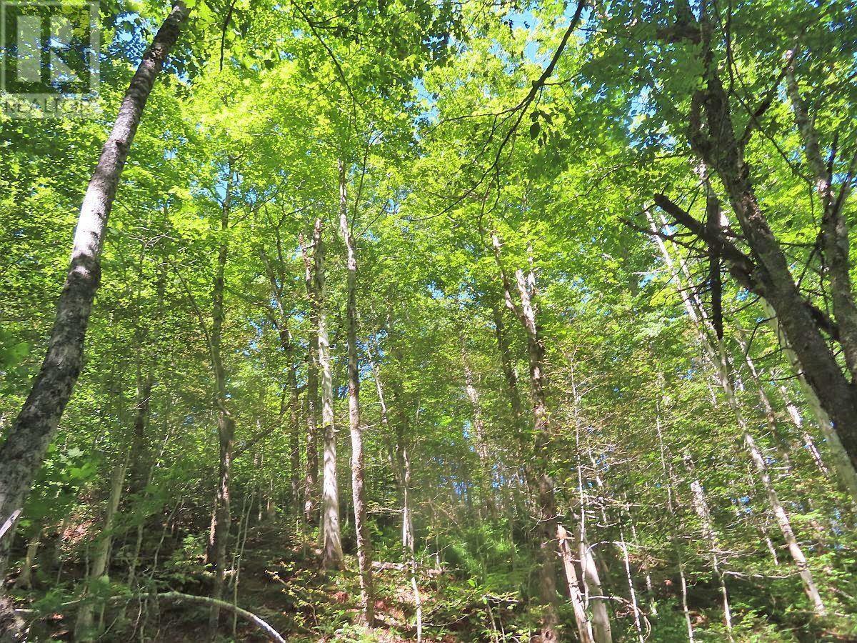 310 Acres River Denys Mountain Road, Milford, Nova Scotia  B0E 2Y0 - Photo 8 - 202407285