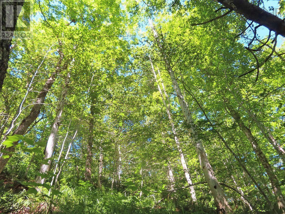 310 Acres River Denys Mountain Road, Milford, Nova Scotia  B0E 2Y0 - Photo 9 - 202407285