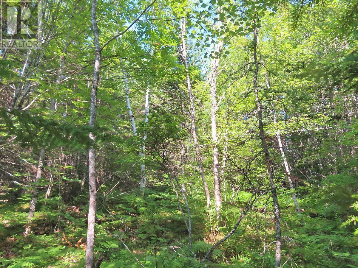 Lot5 Lower River Road, Grantville, Nova Scotia  B0E 1J0 - Photo 16 - 202403617