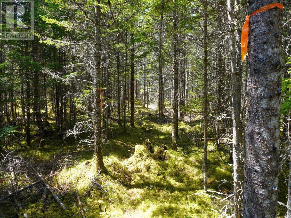 Lot 8 Evanston Road, Cleveland, Nova Scotia  B0E 1J0 - Photo 1 - 202407315