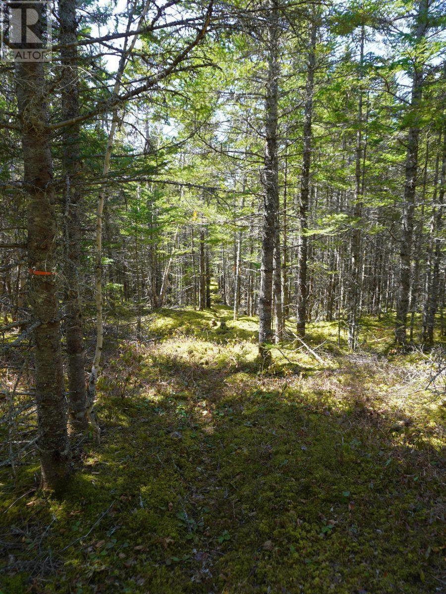 Lot 8 Evanston Road, Cleveland, Nova Scotia  B0E 1J0 - Photo 11 - 202407315