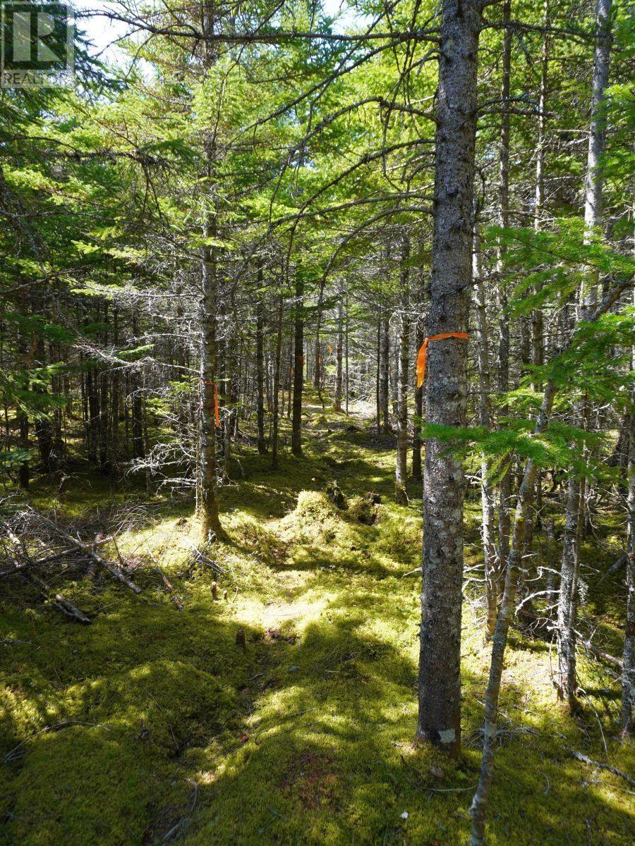 Lot 8 Evanston Road, Cleveland, Nova Scotia  B0E 1J0 - Photo 12 - 202407315