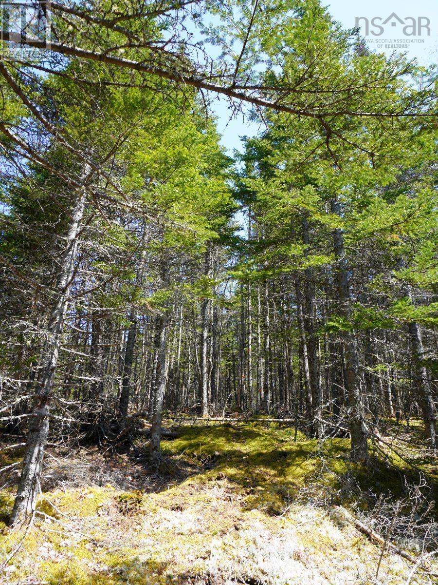 Lot 8 Evanston Road, Cleveland, Nova Scotia  B0E 1J0 - Photo 13 - 202407315