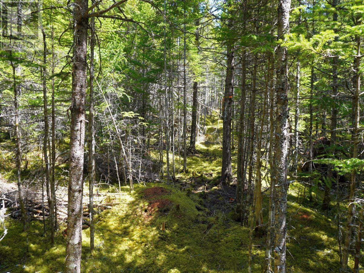 Lot 8 Evanston Road, Cleveland, Nova Scotia  B0E 1J0 - Photo 6 - 202407315