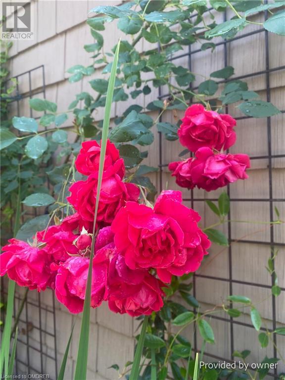 536 Woodland Avenue, Burlington, Ontario  L7R 2S4 - Photo 35 - 40572528