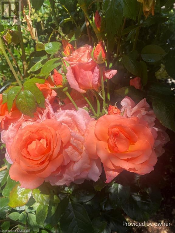 536 Woodland Avenue, Burlington, Ontario  L7R 2S4 - Photo 36 - 40572528