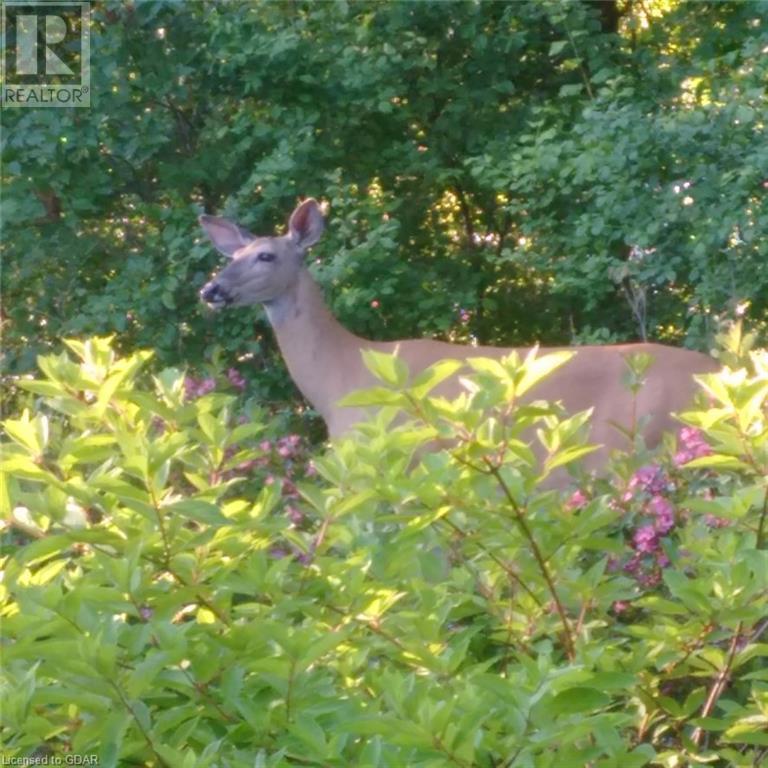 115 Dirksen Court, Kitchener, Ontario  N2P 2M1 - Photo 37 - 40574236