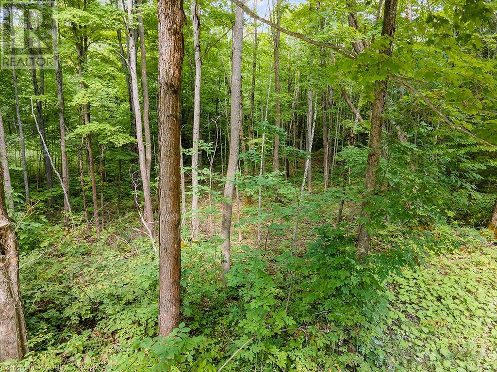 Lot 6 10th Concession, Grey Highlands, Ontario  N0C 1E0 - Photo 14 - 40578714