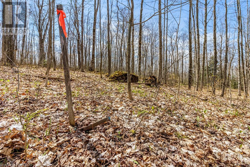 Lot 6 10th Concession, Grey Highlands, Ontario  N0C 1E0 - Photo 22 - 40578714
