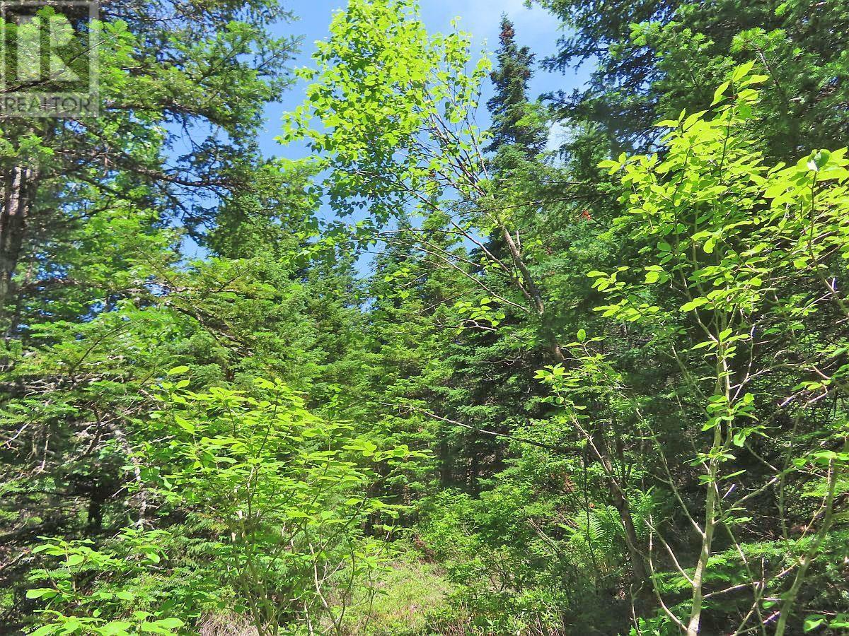 100 Acres Upper Grand Mira Road, Upper Grand Mira, Nova Scotia  B1K 1M1 - Photo 15 - 202402651