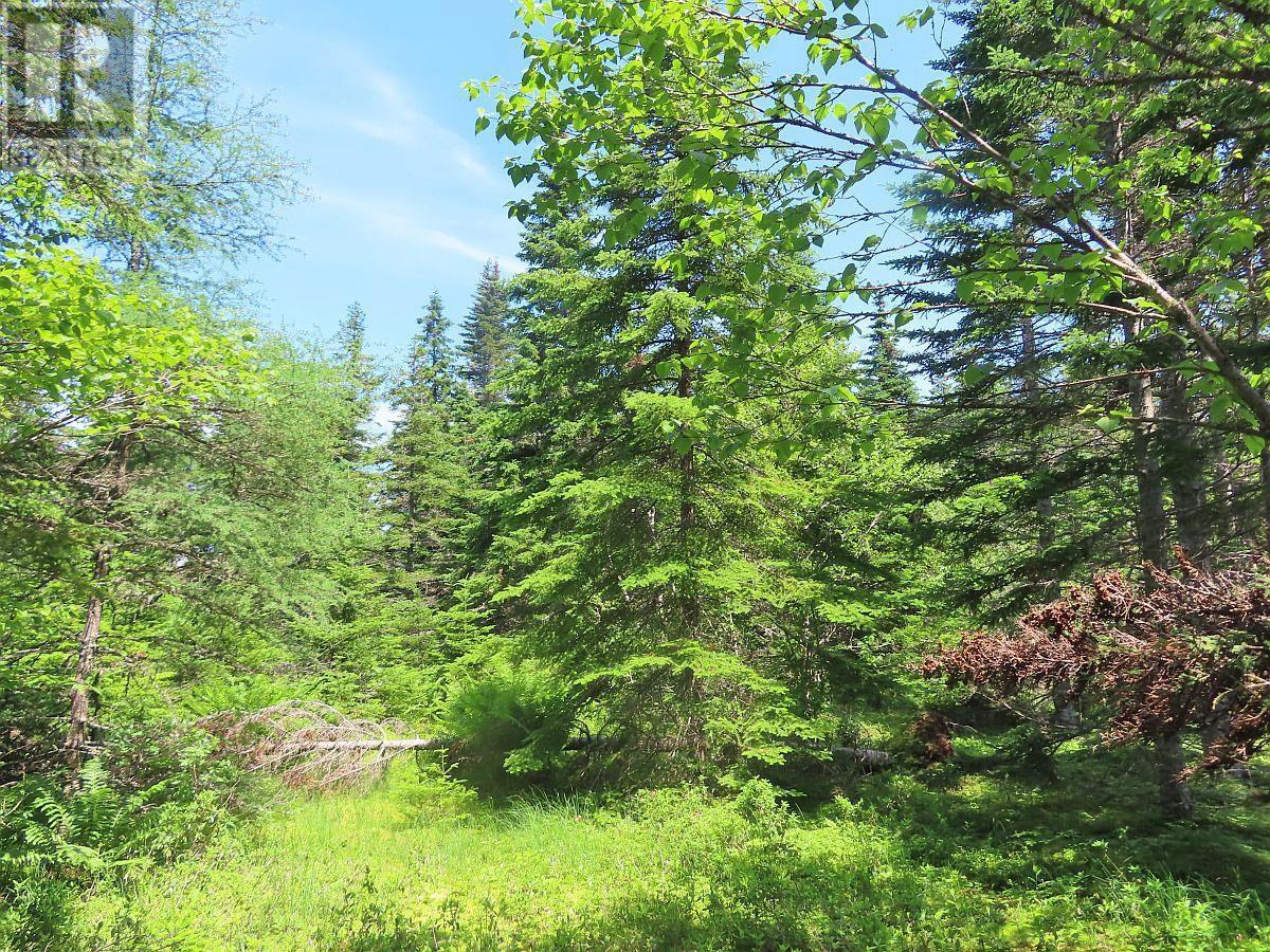 100 Acres Upper Grand Mira Road, Upper Grand Mira, Nova Scotia  B1K 1M1 - Photo 17 - 202402651